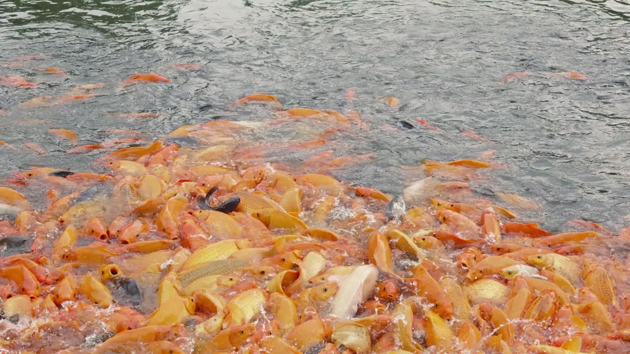 金鱼和罗非鱼聚集在池塘里寻找食物视频素材