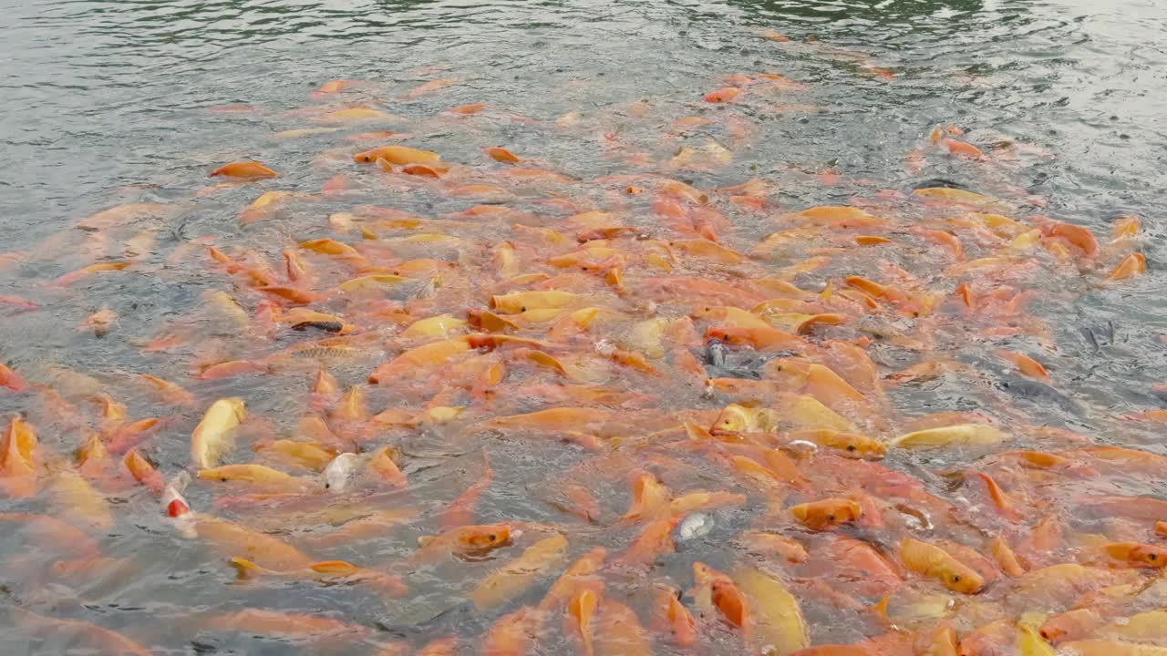 金鱼和罗非鱼聚集在池塘里寻找食物视频下载