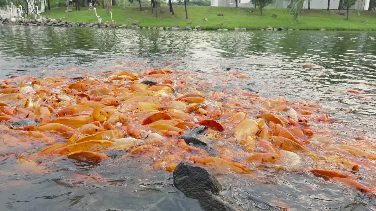 金鱼和罗非鱼聚集在池塘里寻找食物视频素材