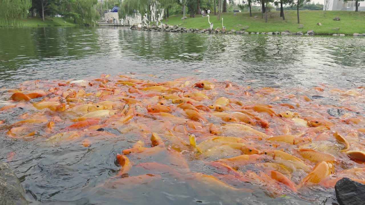 金鱼和罗非鱼聚集在池塘里寻找食物视频下载