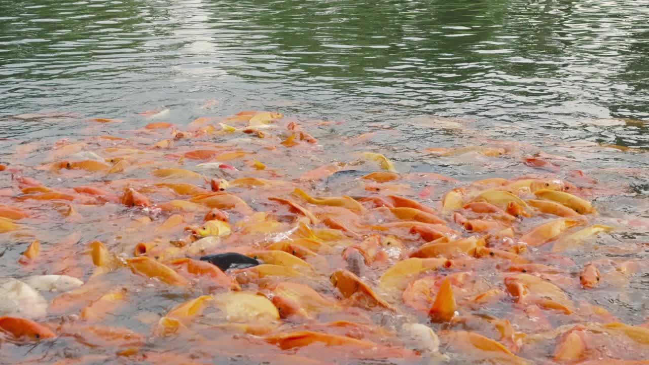 金鱼和罗非鱼聚集在池塘里寻找食物视频素材