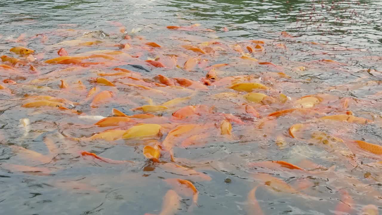 金鱼和罗非鱼聚集在池塘里寻找食物视频下载