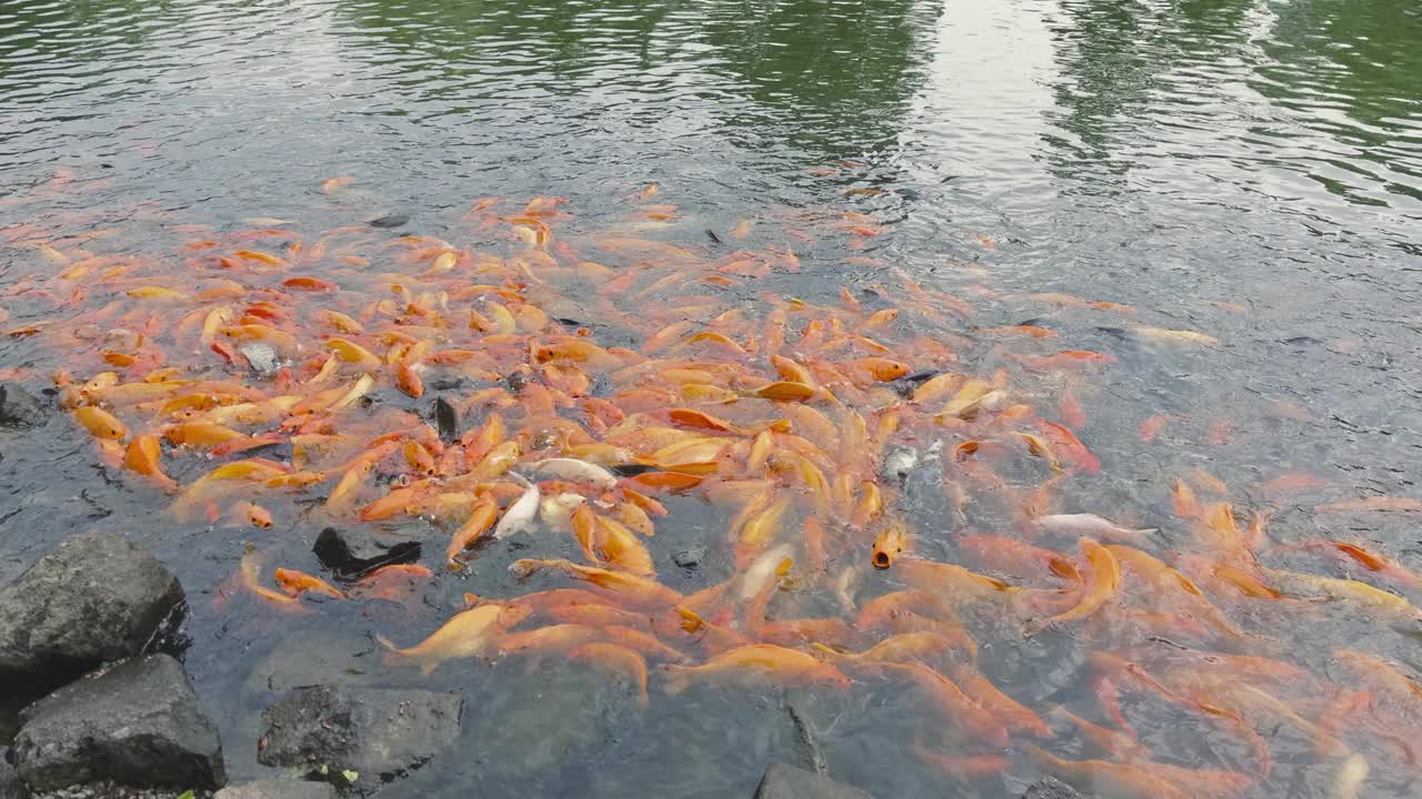 金鱼和罗非鱼聚集在池塘里寻找食物视频素材