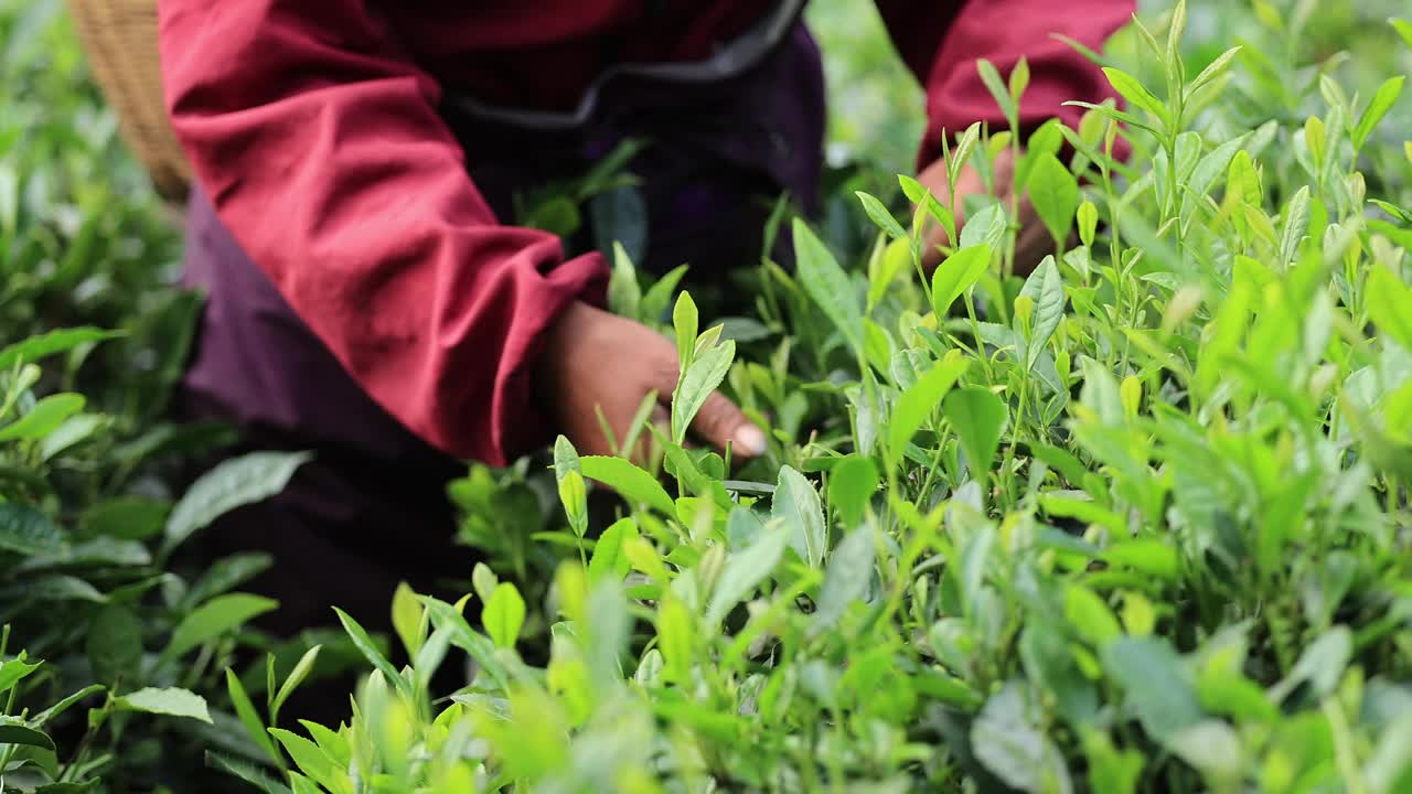 一位年长的妇女在山上的春茶农场采摘绿茶视频下载