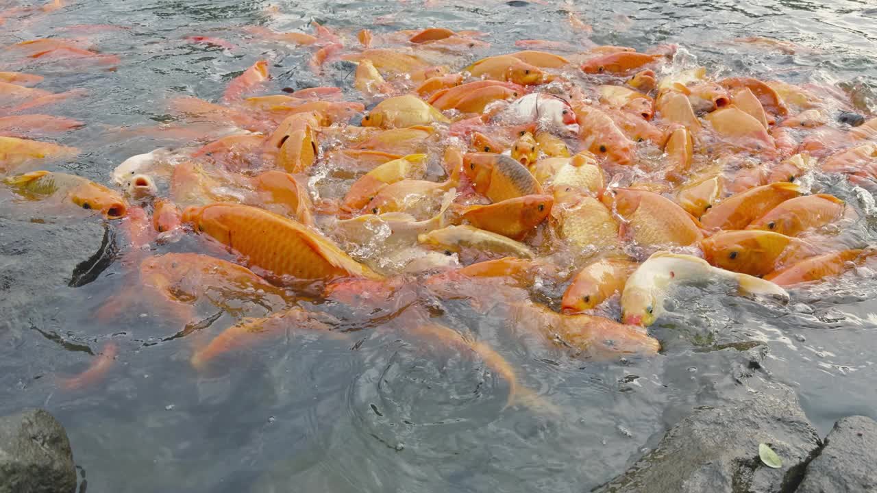 金鱼和罗非鱼聚集在池塘里寻找食物视频下载