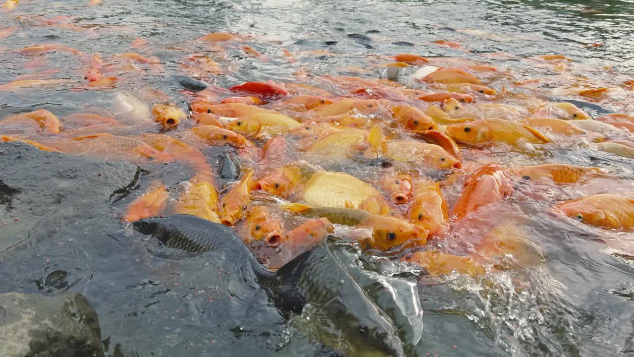 金鱼和罗非鱼聚集在池塘里寻找食物视频下载