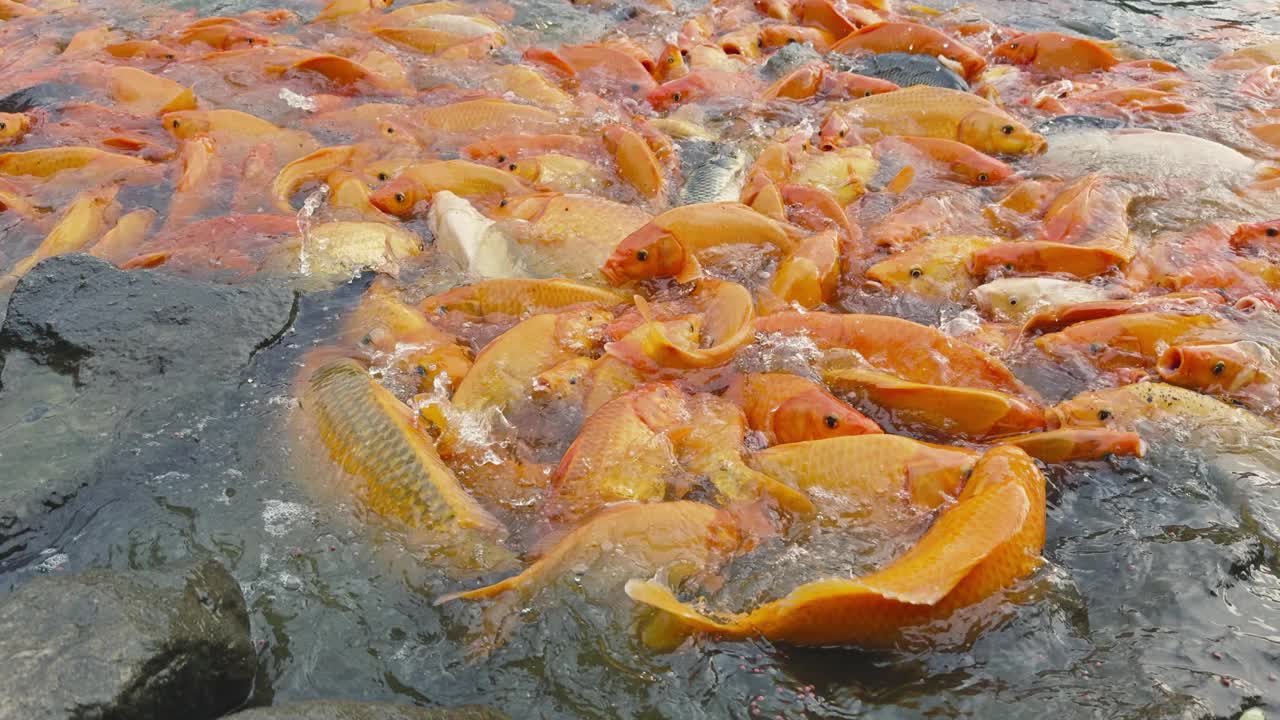 金鱼和罗非鱼聚集在池塘里寻找食物视频素材