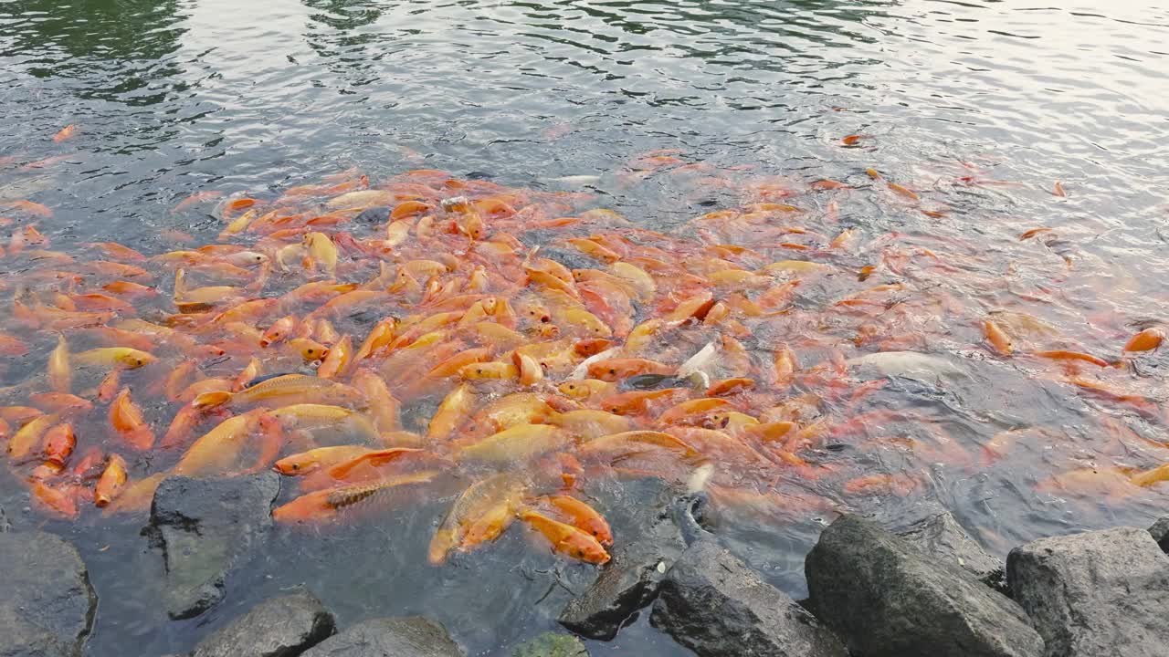 金鱼和罗非鱼聚集在池塘里寻找食物视频素材