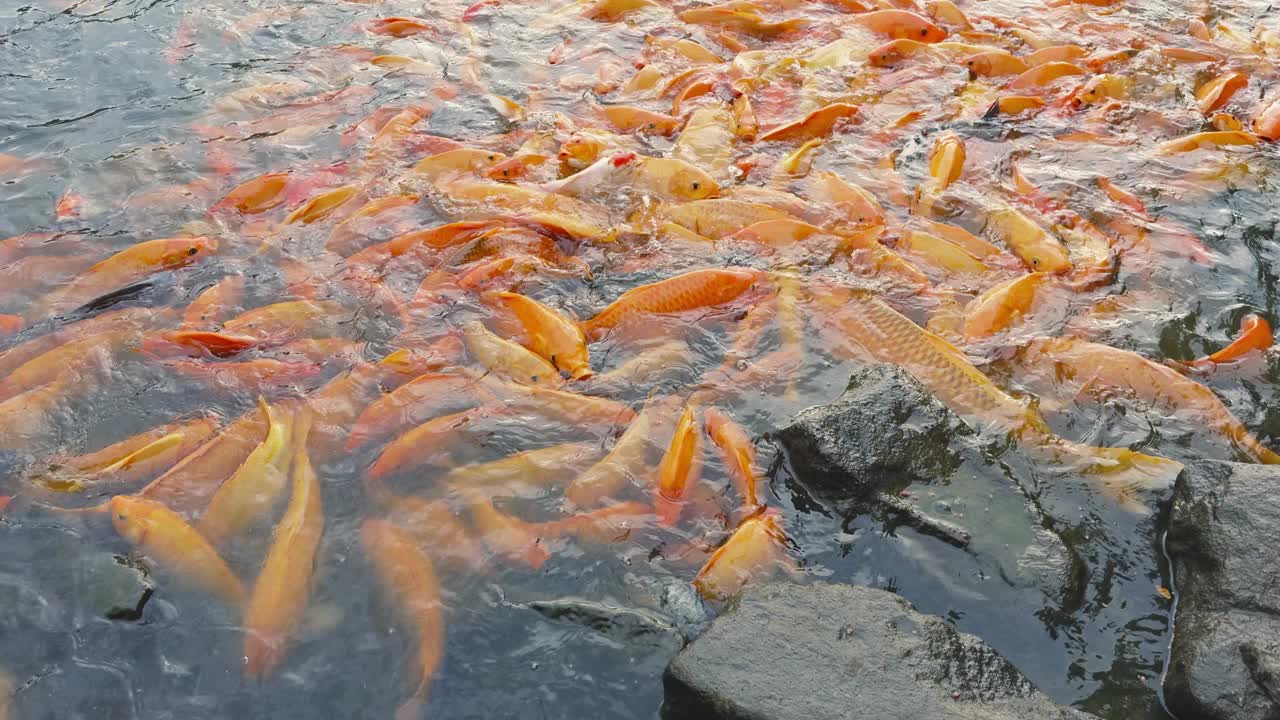 金鱼和罗非鱼聚集在池塘里寻找食物视频下载