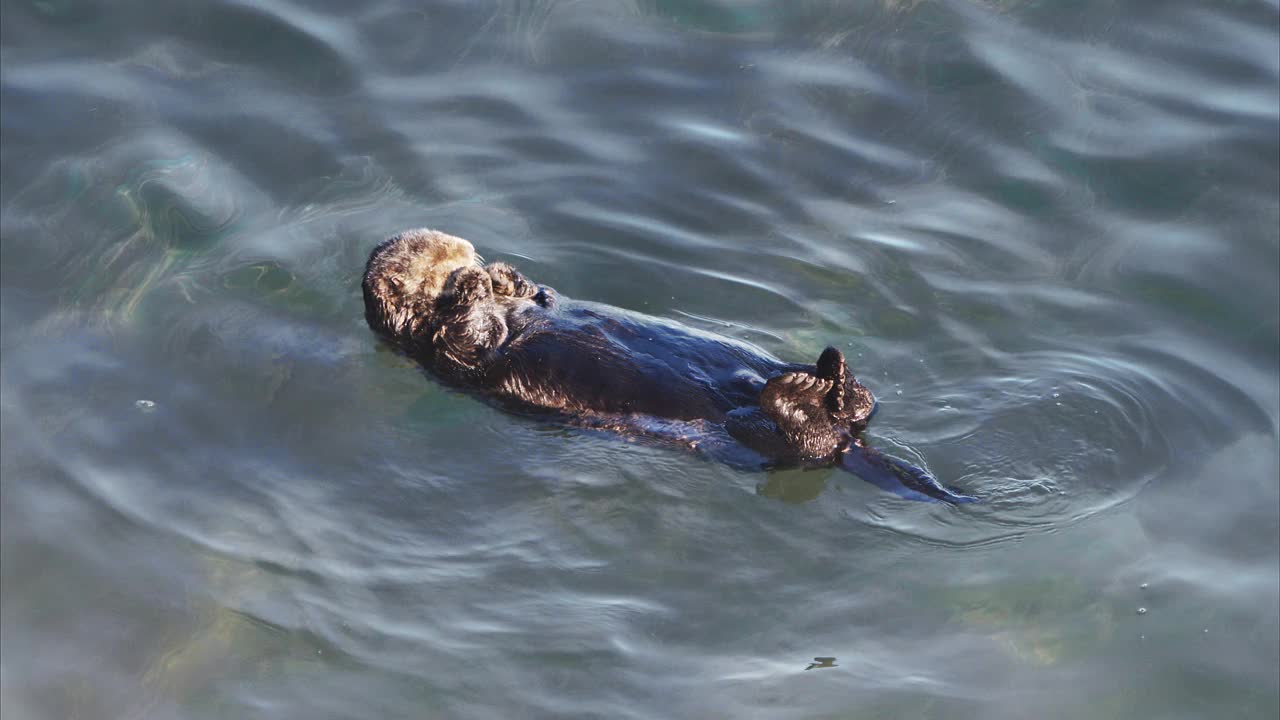 海獭漂浮在海中视频下载