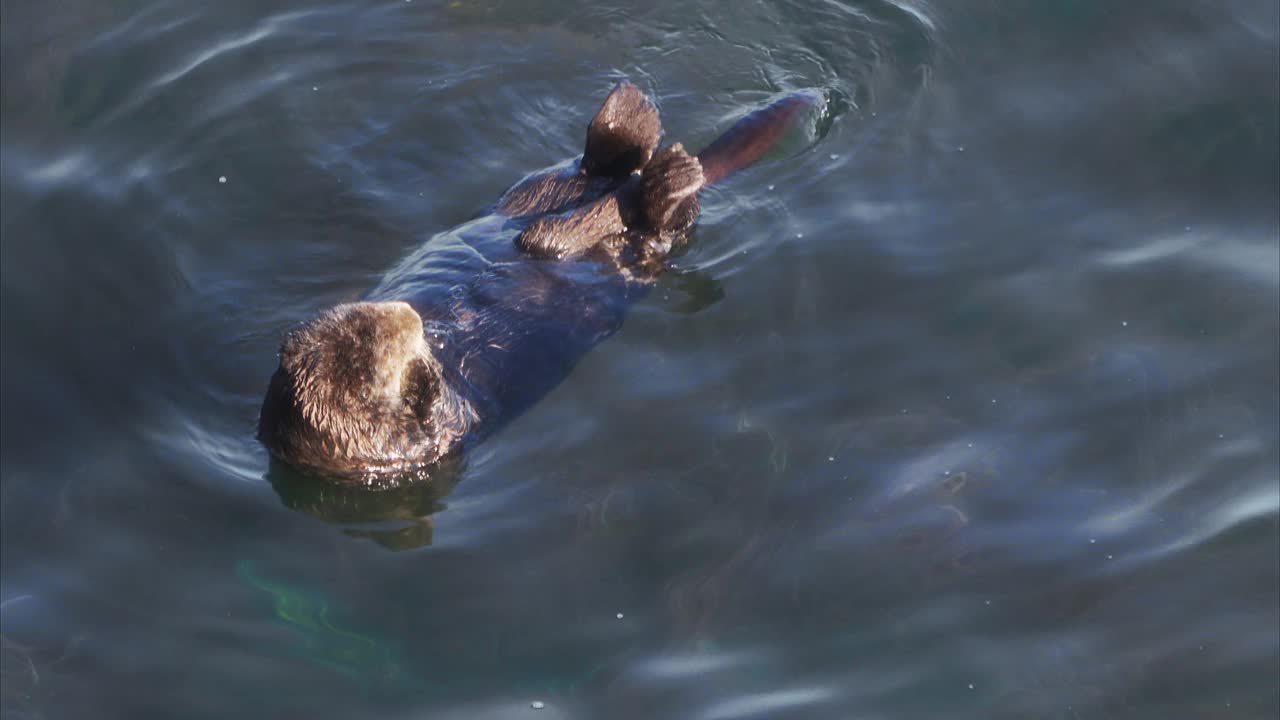 海獭漂浮在海中视频下载