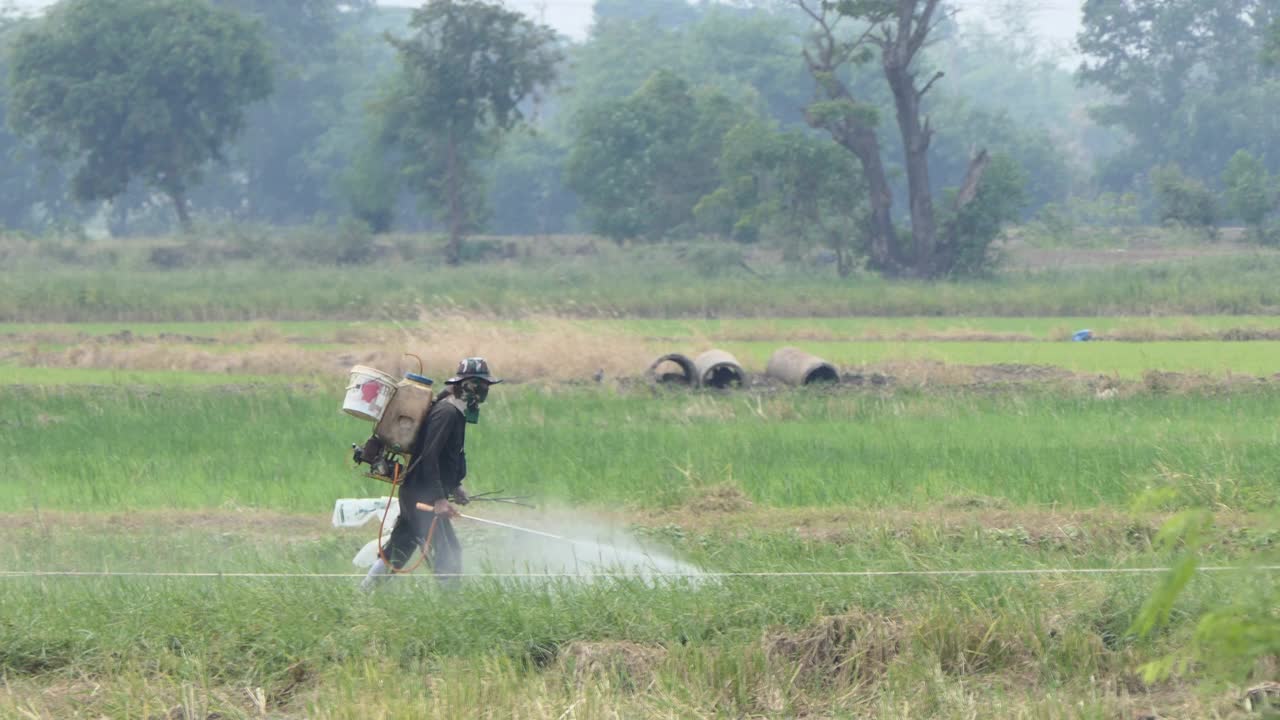 农民使用背负式喷雾器在稻田喷洒杀虫剂或杂草。视频下载