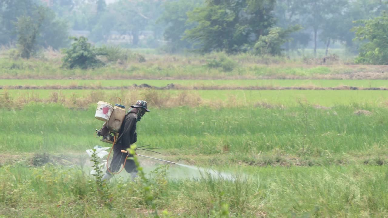 农民使用背负式喷雾器在稻田喷洒杀虫剂或杂草。视频下载
