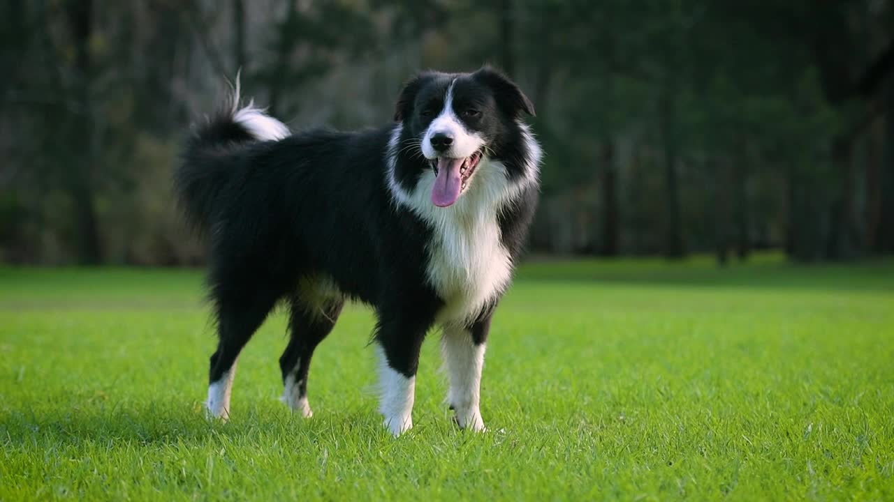 边境牧羊犬小狗。狗站在公园草地上的肖像。雄犬环顾四周。视频素材