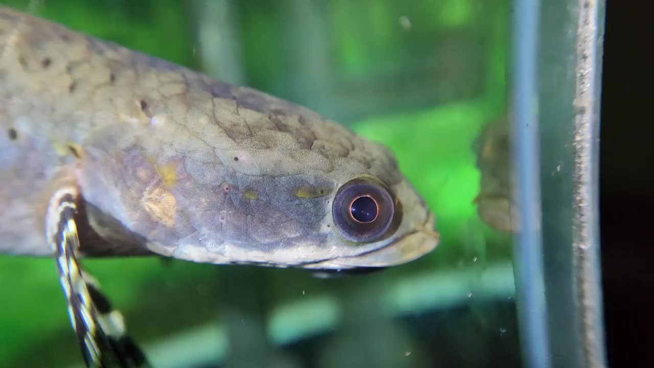 水族鱼塞视频下载