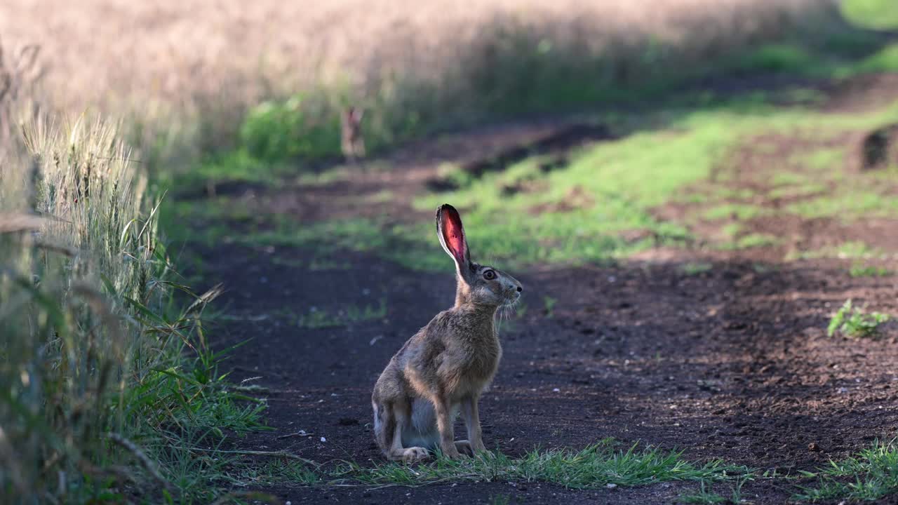 欧洲野兔(Lepus europaeus)，也被称为棕色野兔，正站在一条乡间小路上视频素材