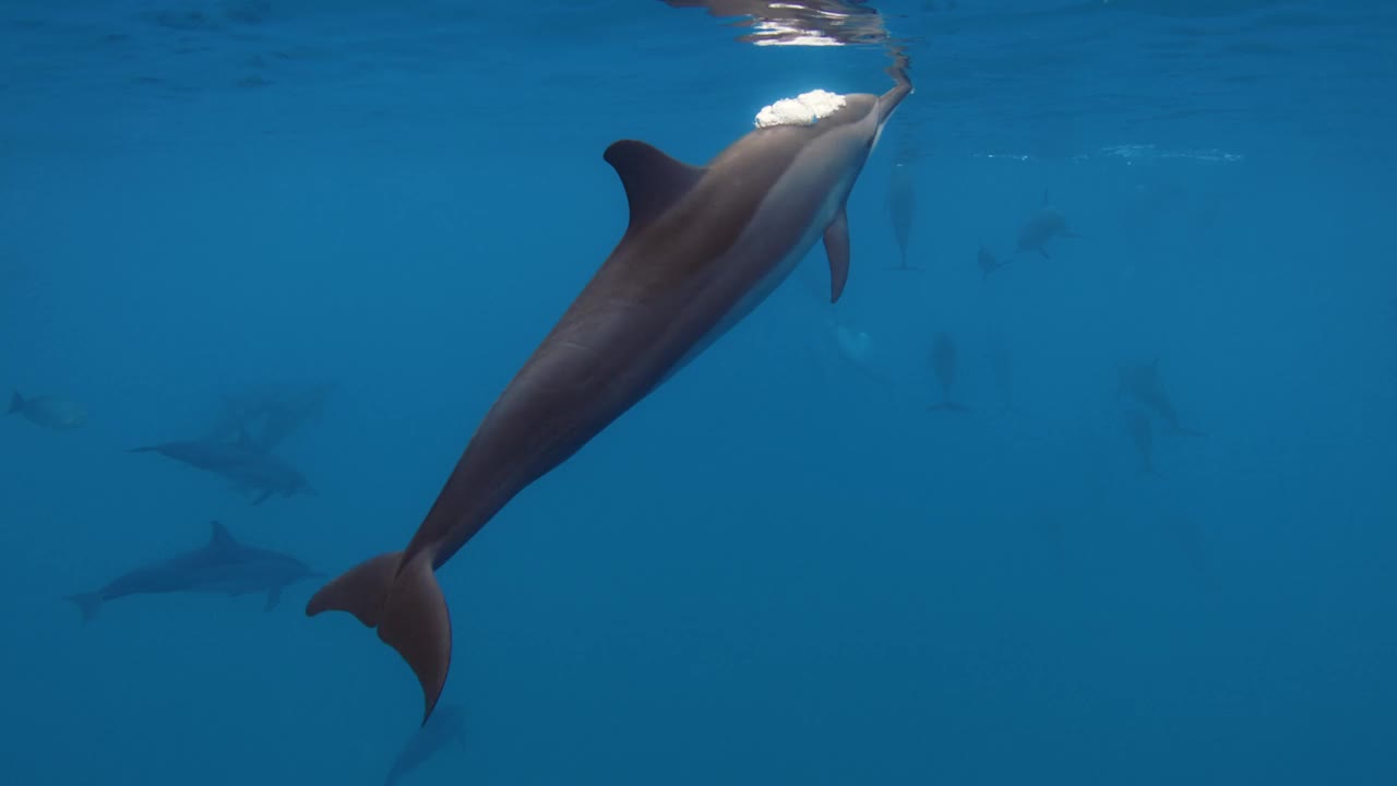 海豚在蓝色的海洋中近距离游泳。水下海豚家族视频素材