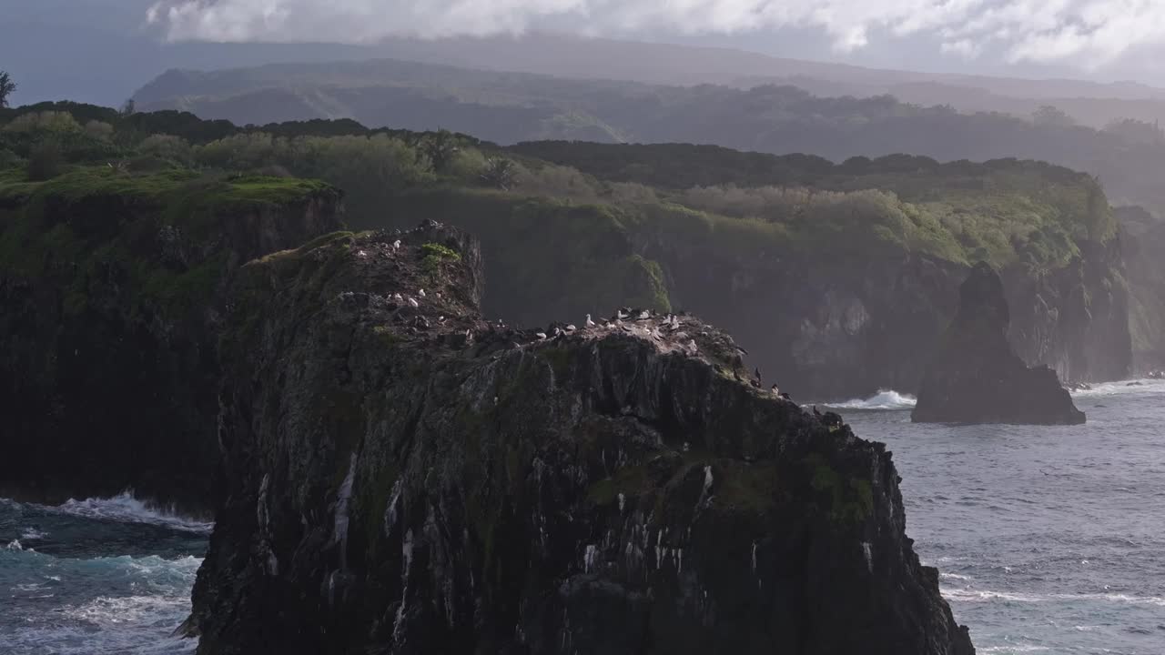 鸟瞰图:夏威夷毛伊岛北海岸，高大的被侵蚀的玄武岩尖塔上满是鸟类视频素材