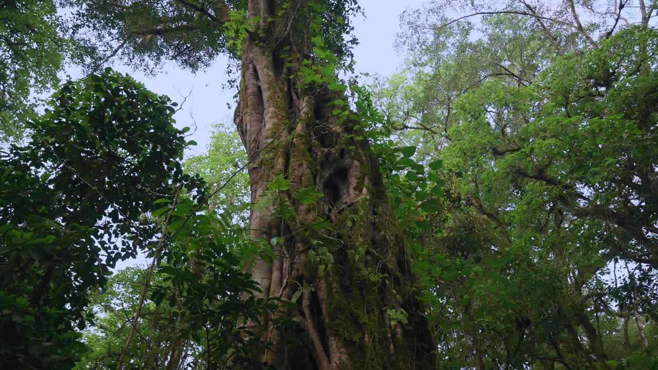 热带森林中巨大的缠绕树干。无人机拍摄的巴厘岛。视频素材