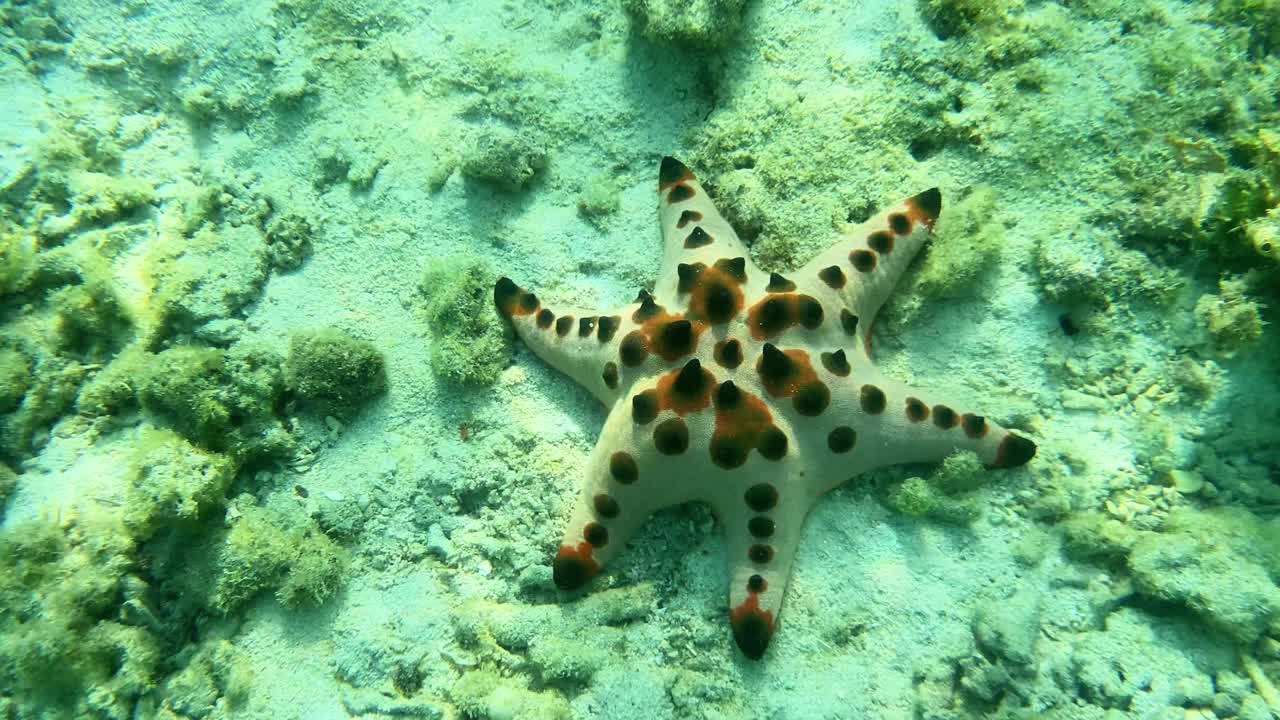 海底海底独特的六角海星视频素材