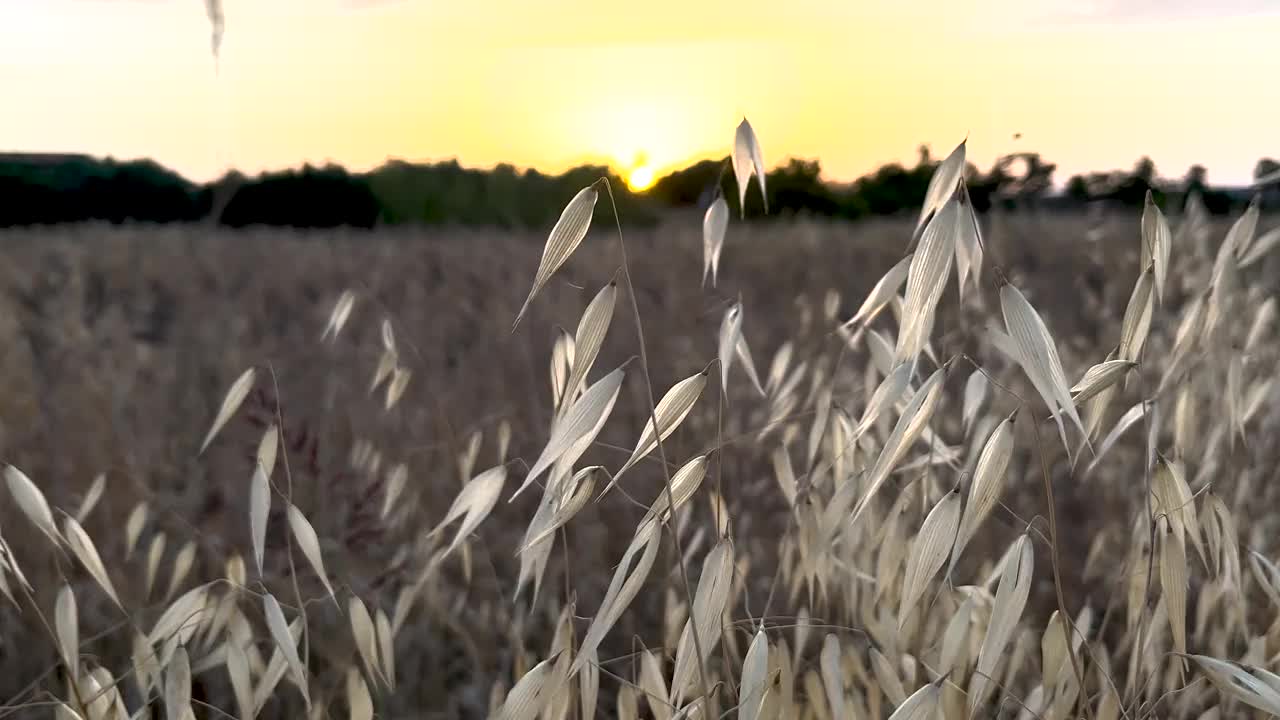 夕阳映衬下的草地。黄金时刻的宁静魅力给草地增添了柔和的色彩视频下载