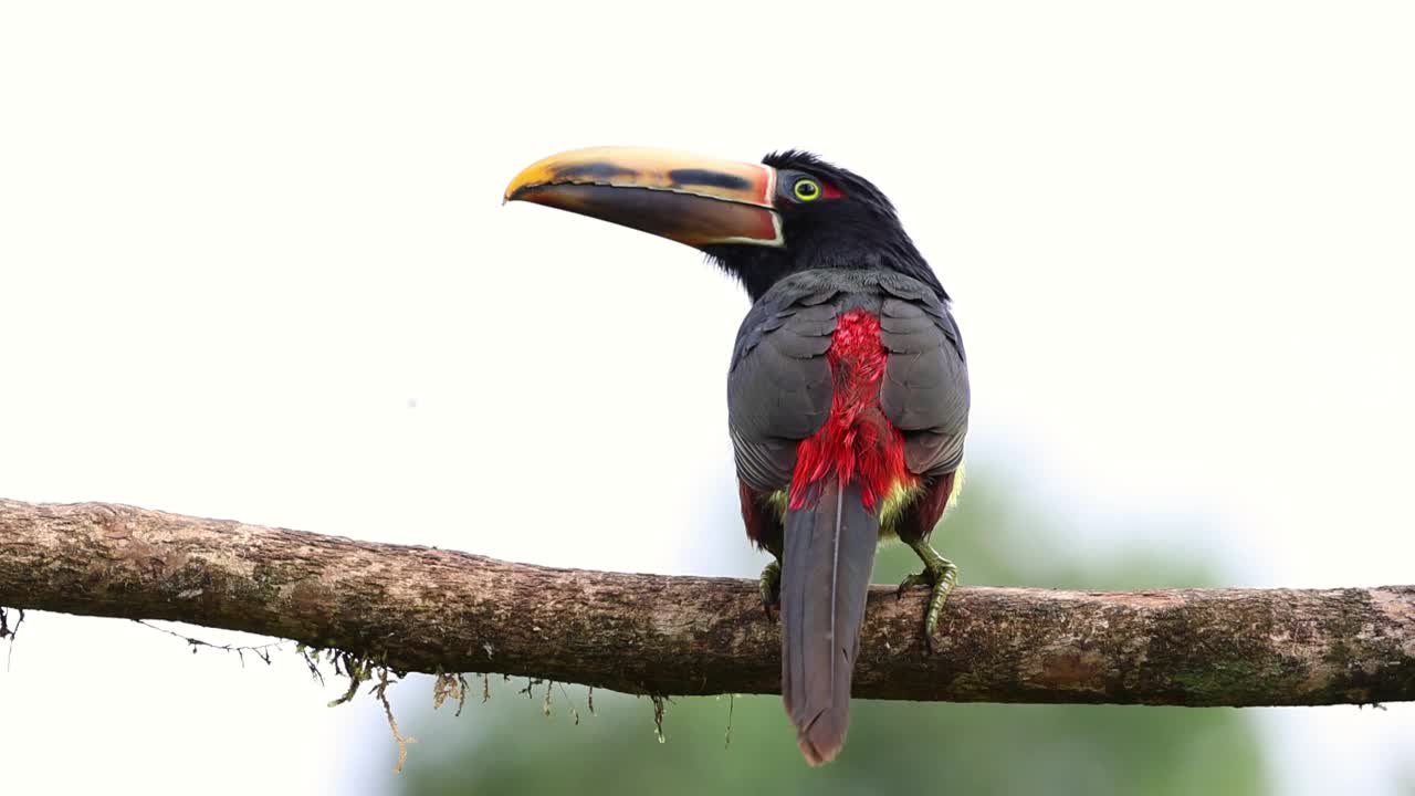 在厄瓜多尔的Mindo，有领的Aracari (Pteroglossus torquatus)正在飞行视频素材