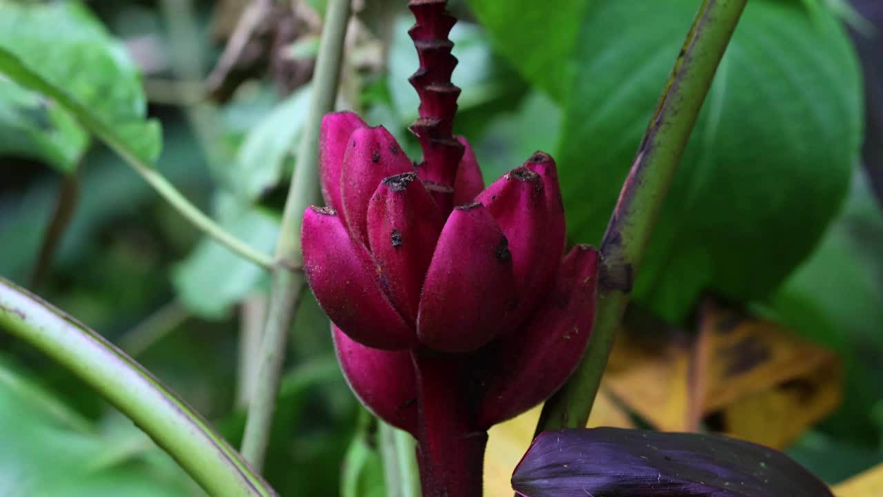 Musa Velutina，粉色香蕉，在厄瓜多尔Mindo的森林里视频素材