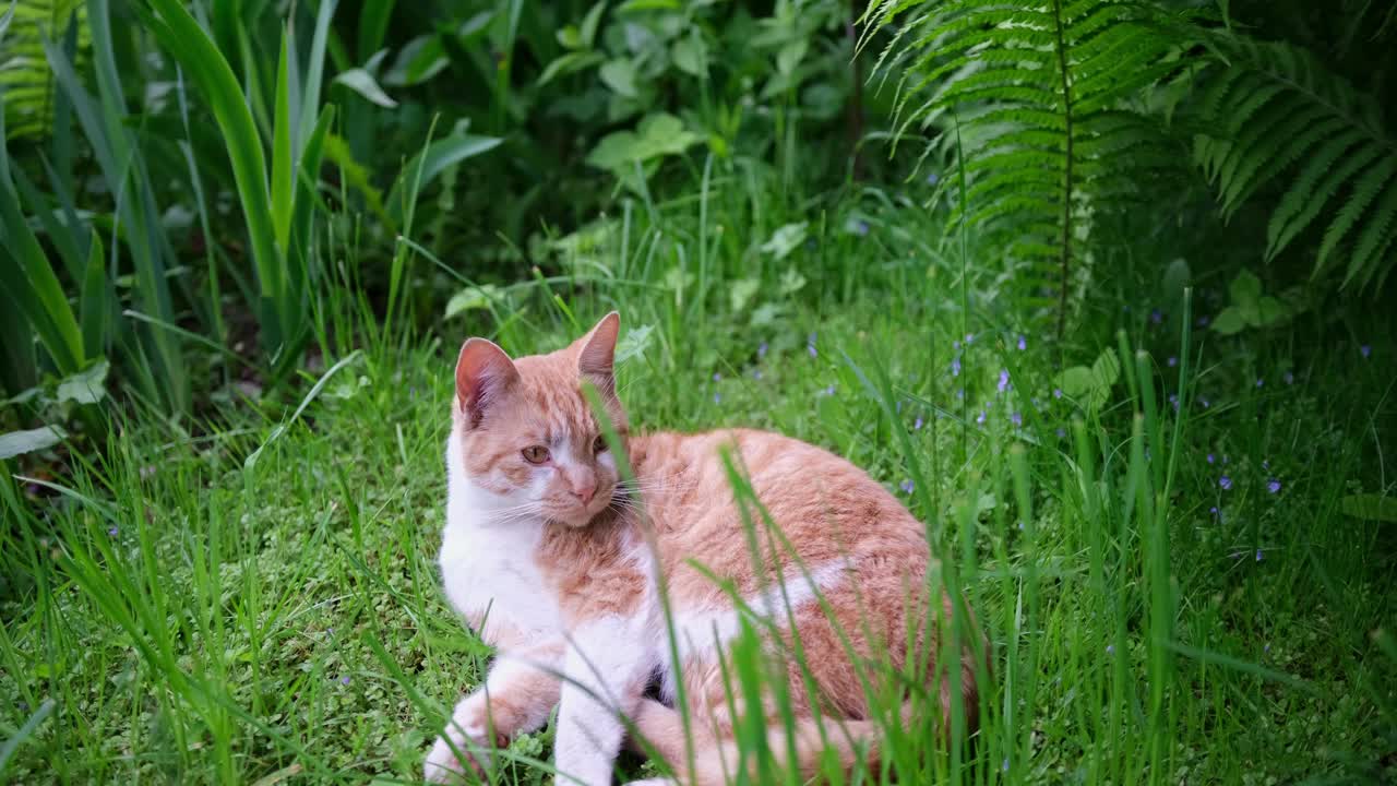 一只姜黄色的家猫躺在草地上舔着自己的毛。视频下载