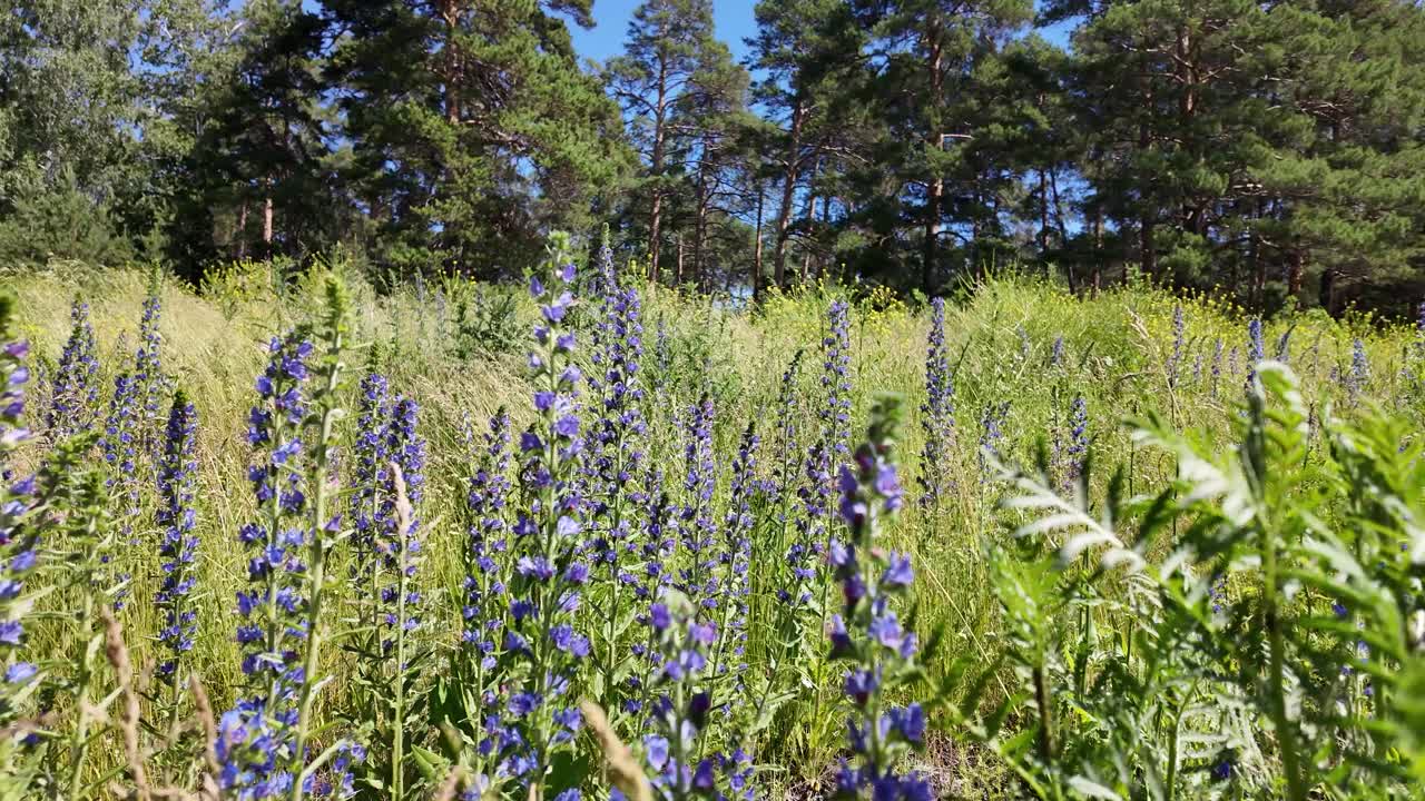 盛开的蜂蜜植物与紫色蓝草花(Echium vulgare)视频下载