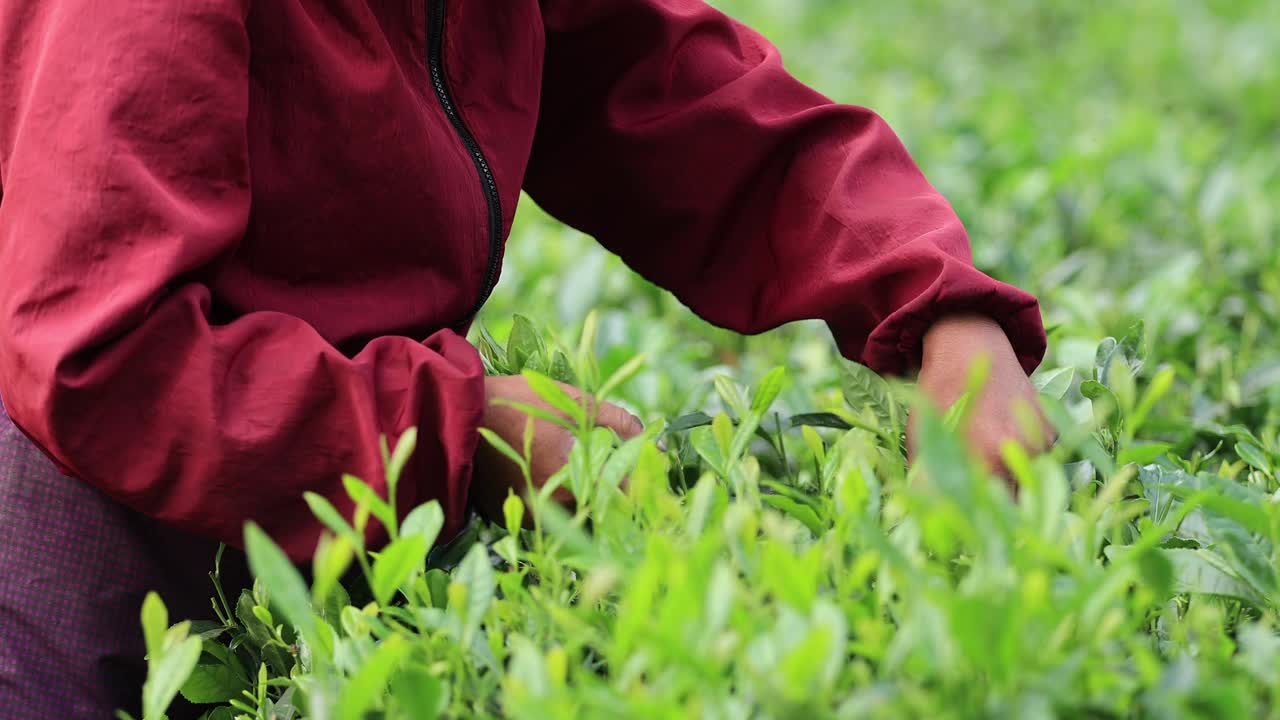 一位年长的妇女在山上的春茶农场采摘绿茶视频素材