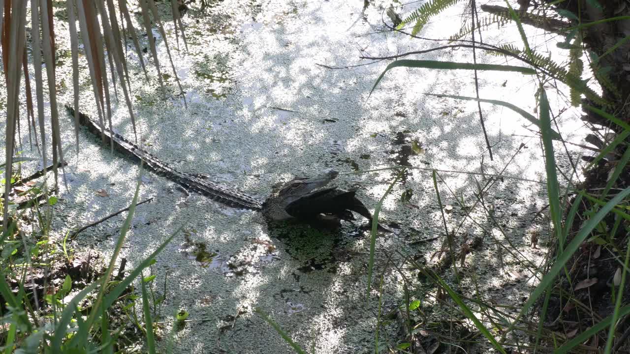 佛罗里达沼泽里，年轻的美洲鳄咬住了一条鱼。视频下载