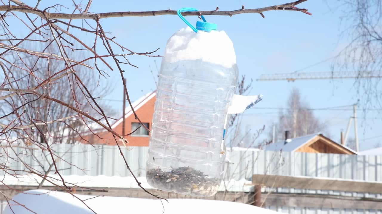 在冬天的背景中，大山雀栖息在光秃秃的树枝上，用装满雪的塑料瓶喂鸟视频下载