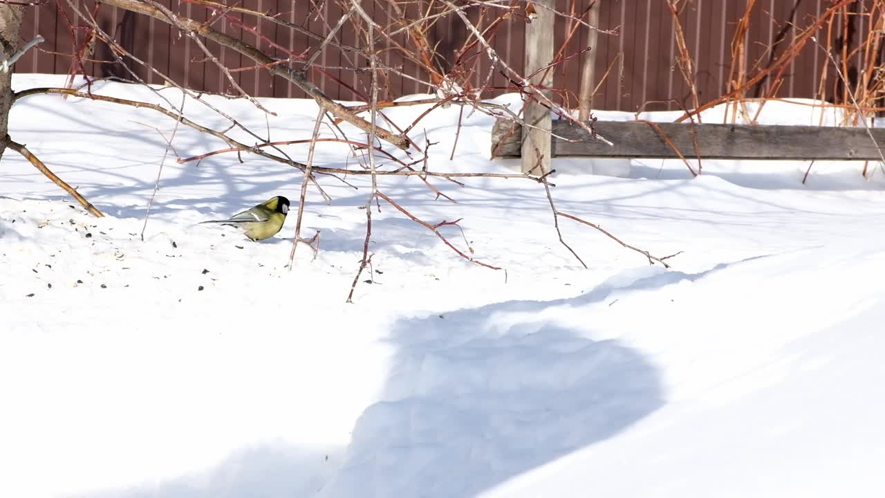 冬天，两只山雀在雪地上觅食，地上撒满了种子和光秃秃的树枝视频素材