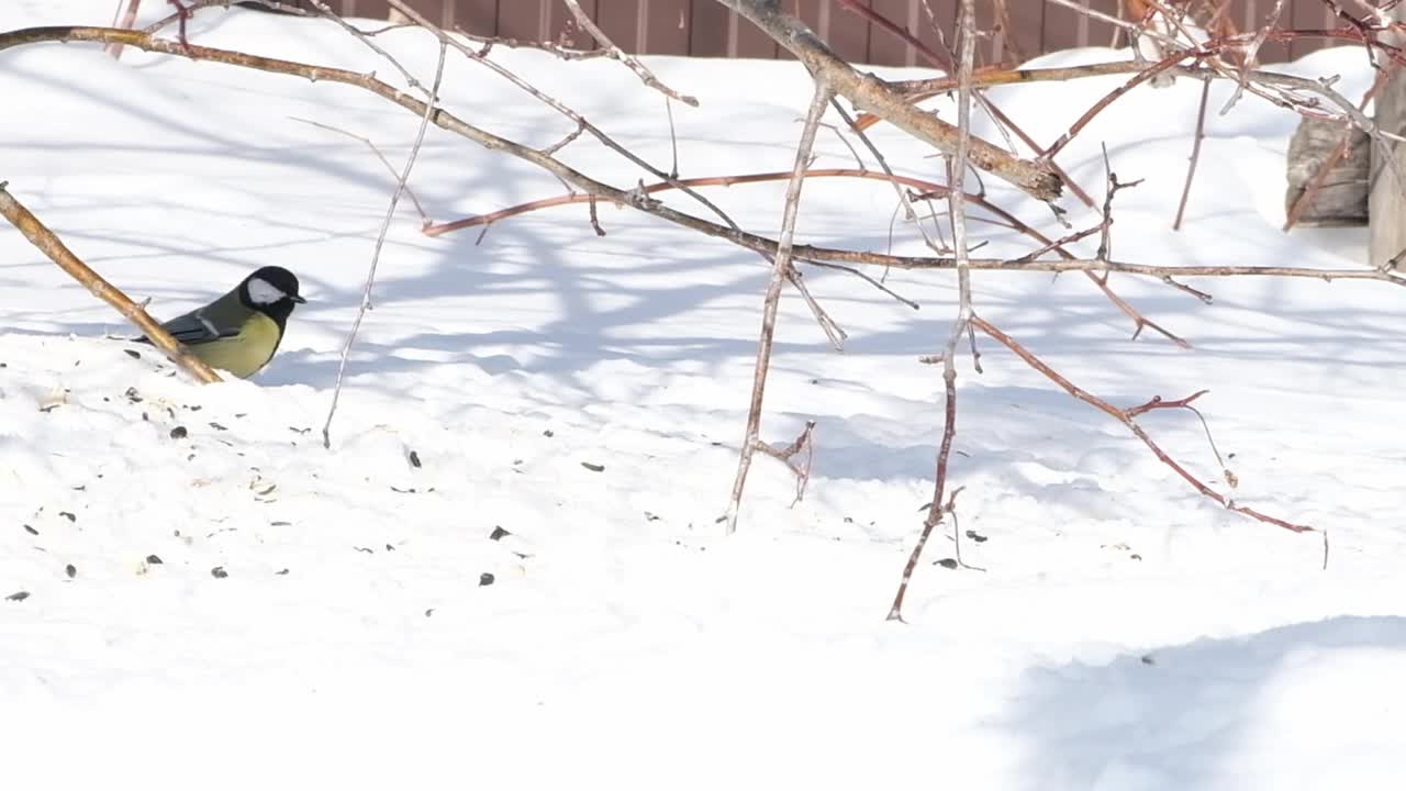 冬天，两只山雀在雪地上觅食，地上撒满了种子和光秃秃的树枝视频素材