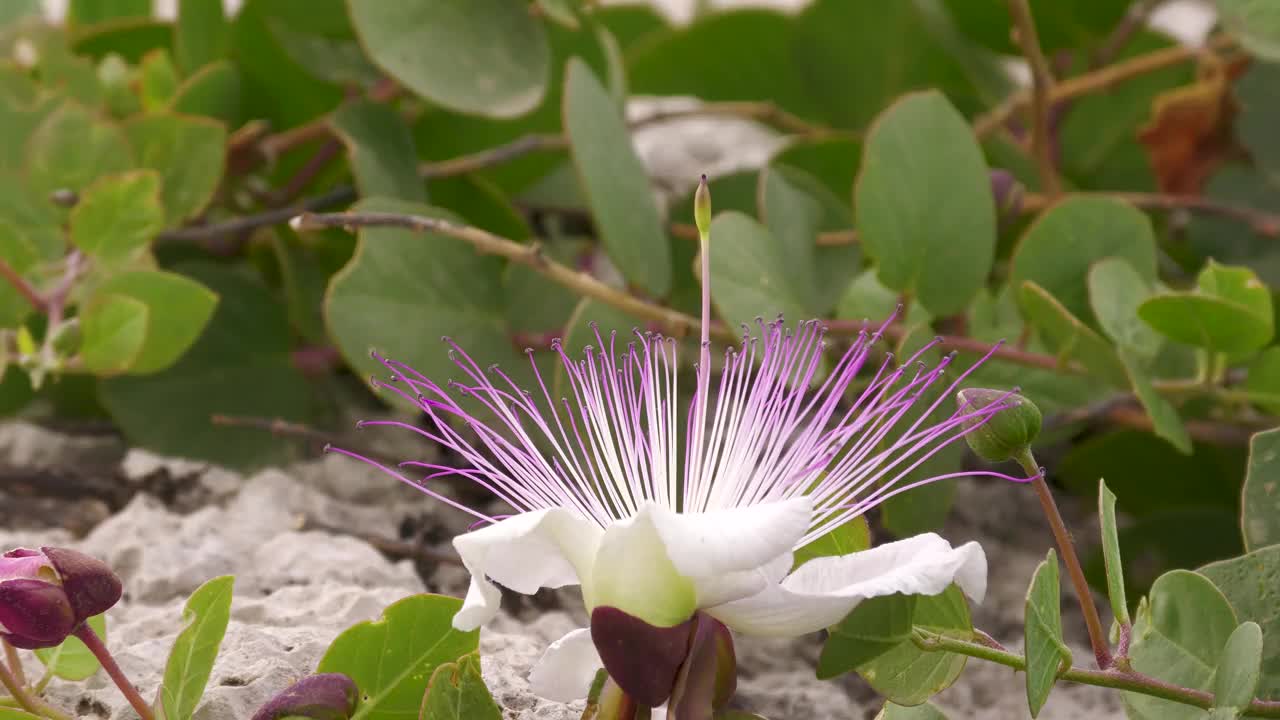 花期雀跃。视频素材