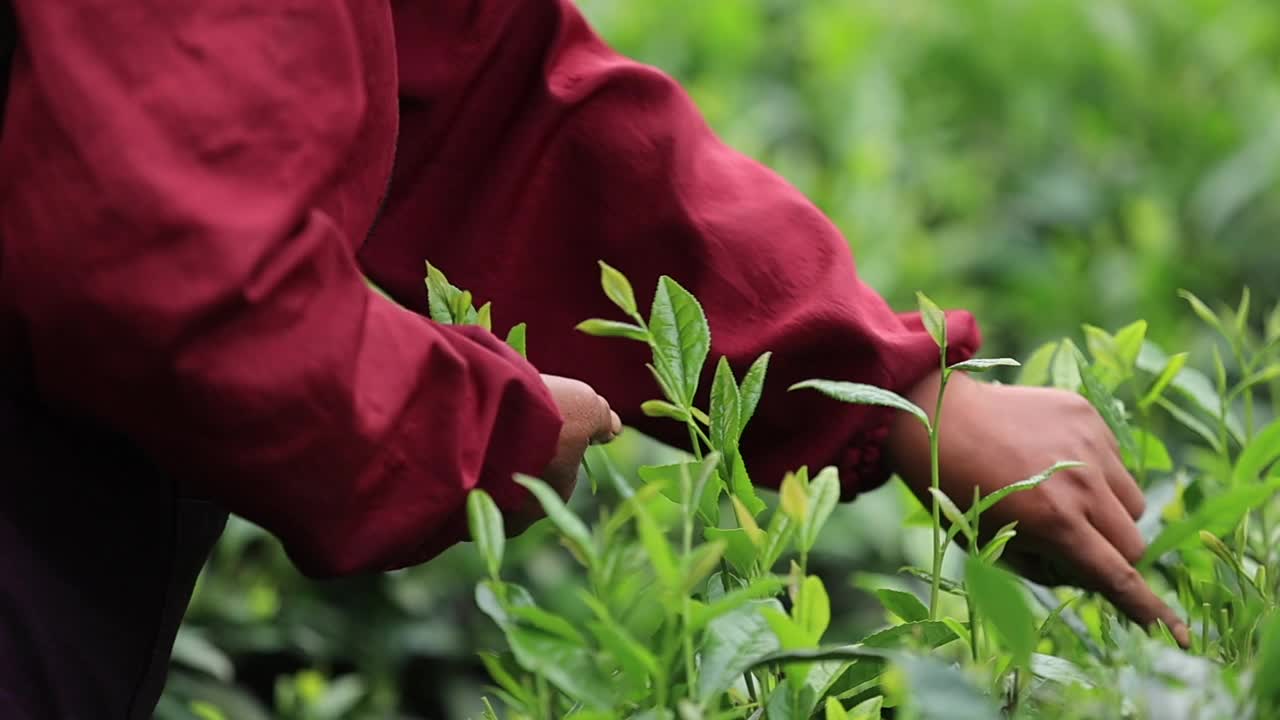 山间春茶农场采摘绿茶的妇女视频素材