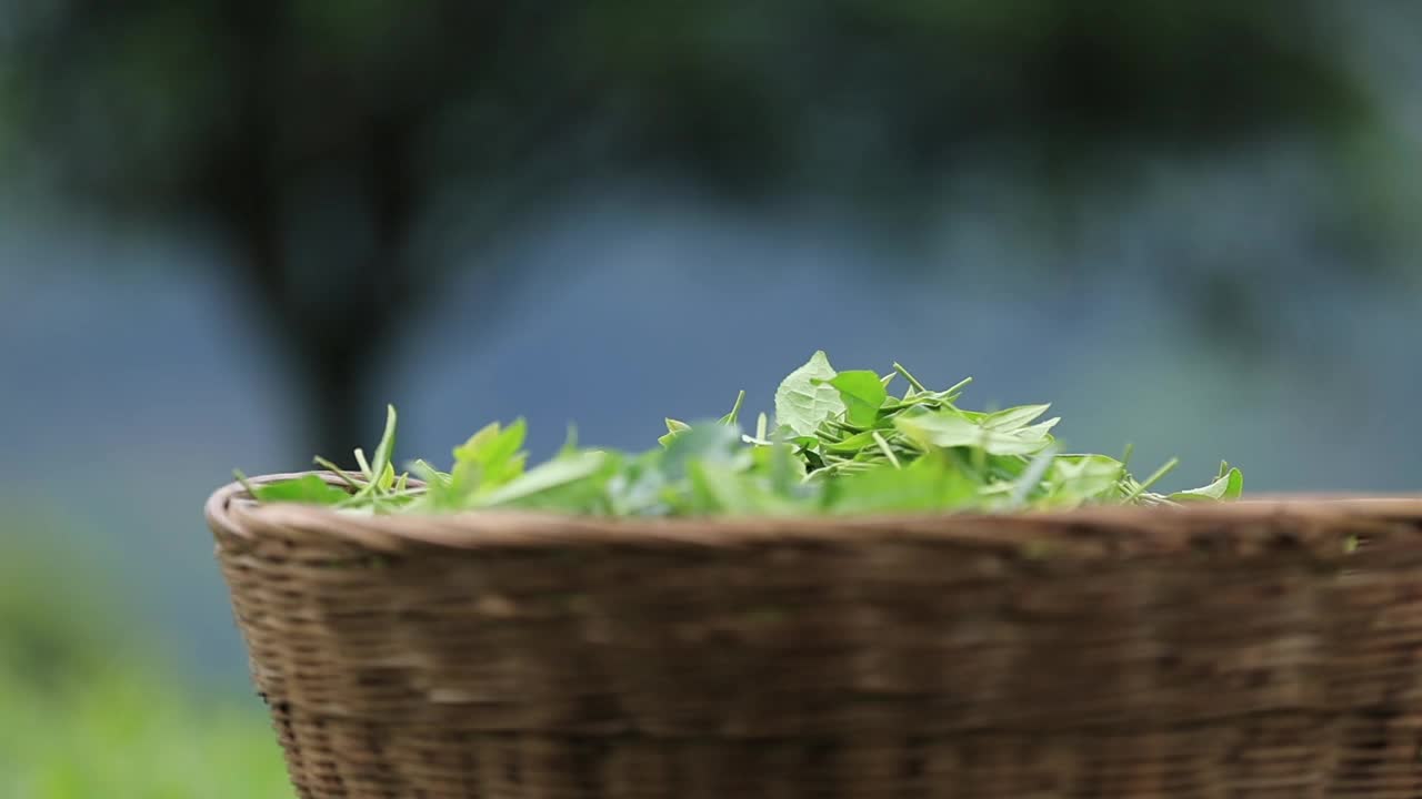 山间春茶农场采摘绿茶的妇女视频下载