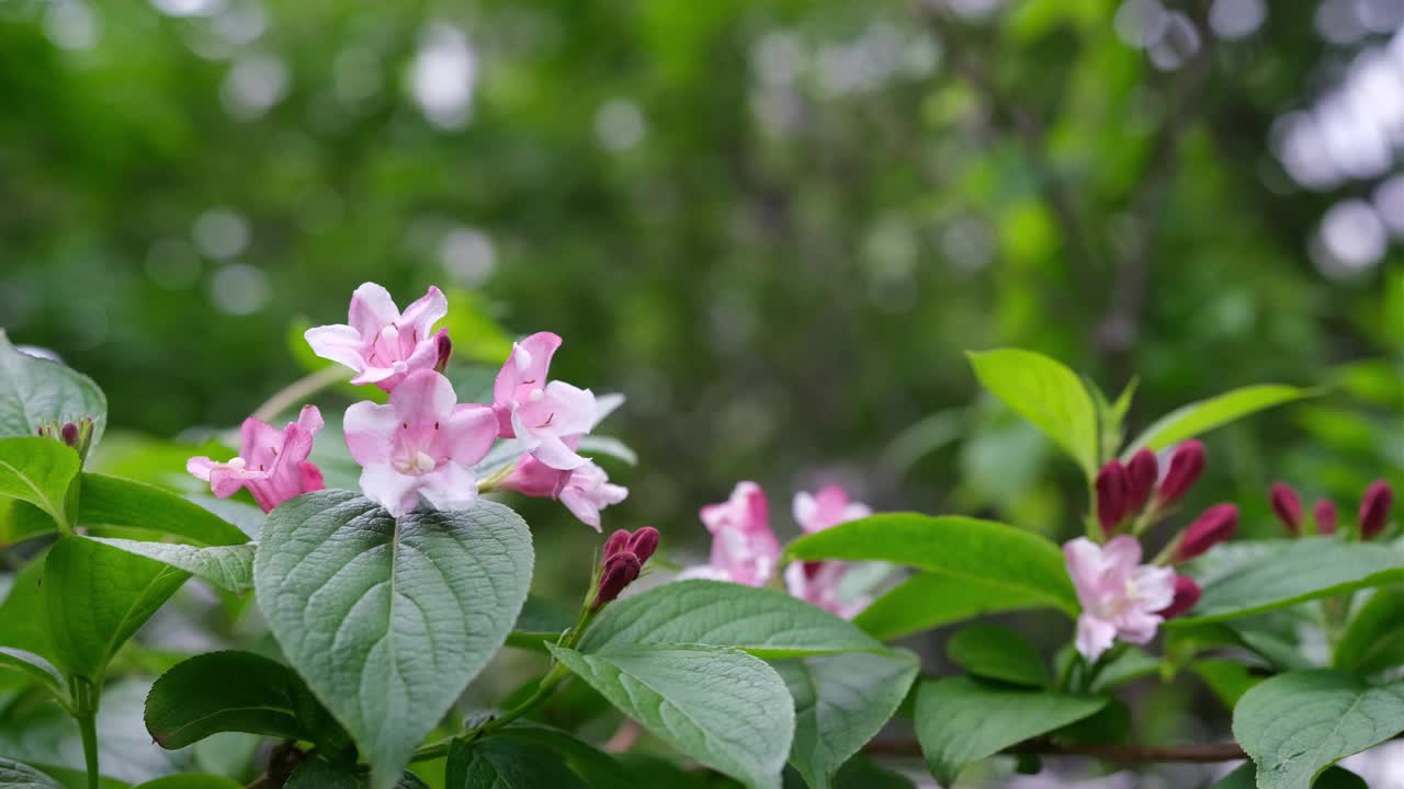 花园里盛开着粉红色的魏格拉树枝。视频下载