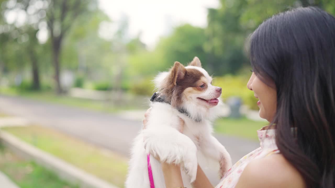 4K亚洲女人在狗狗公园和吉娃娃狗玩耍。视频下载