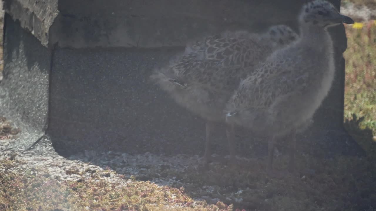 屋顶上的海鸥小鸡视频素材