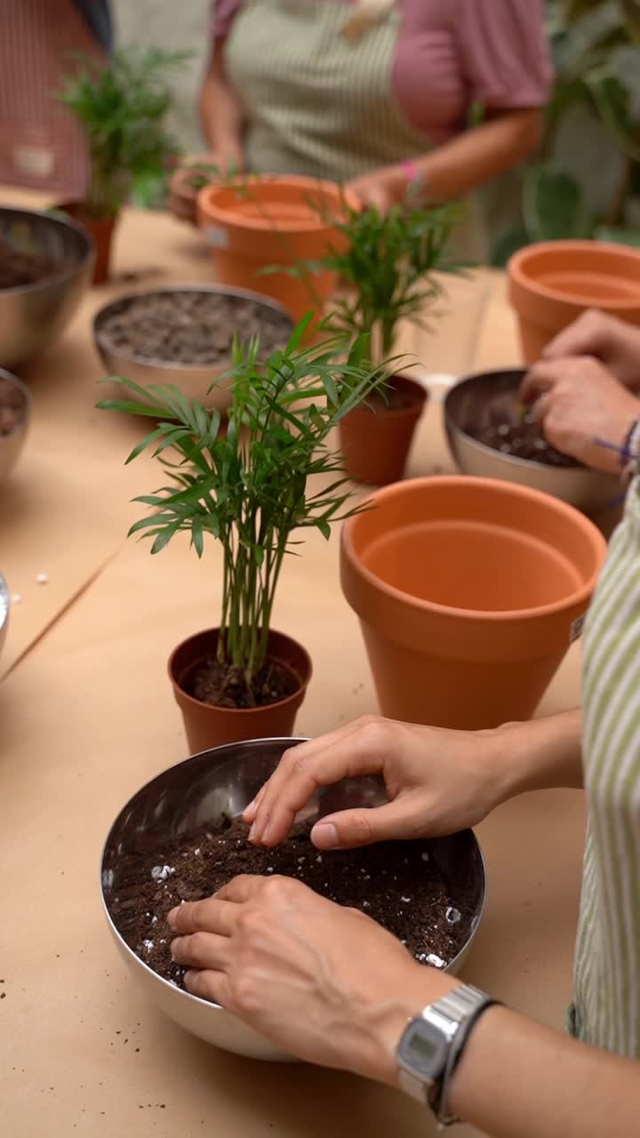 一群人在植物护理车间混合土壤，重新种植槟榔树。视频下载