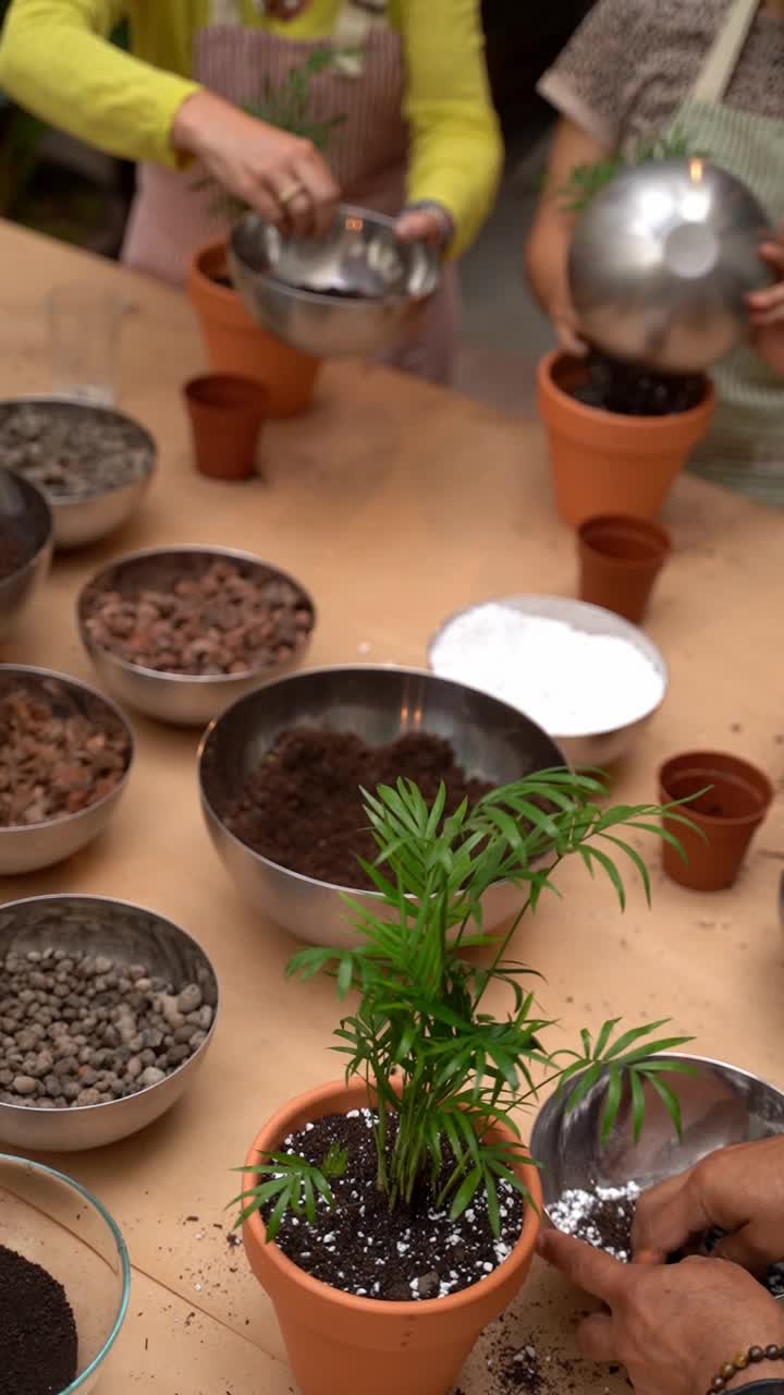 一群人正在重新种植室内植物槟榔。视频素材