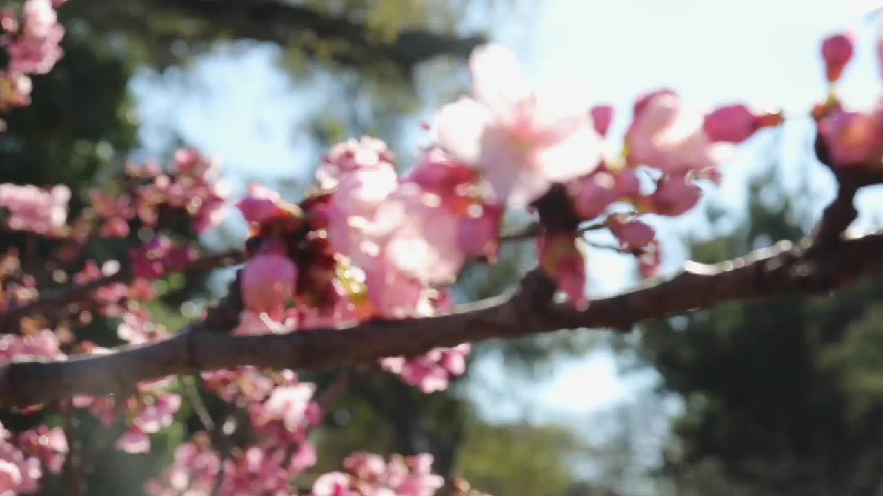 樱花和蜜蜂一起盛开视频下载