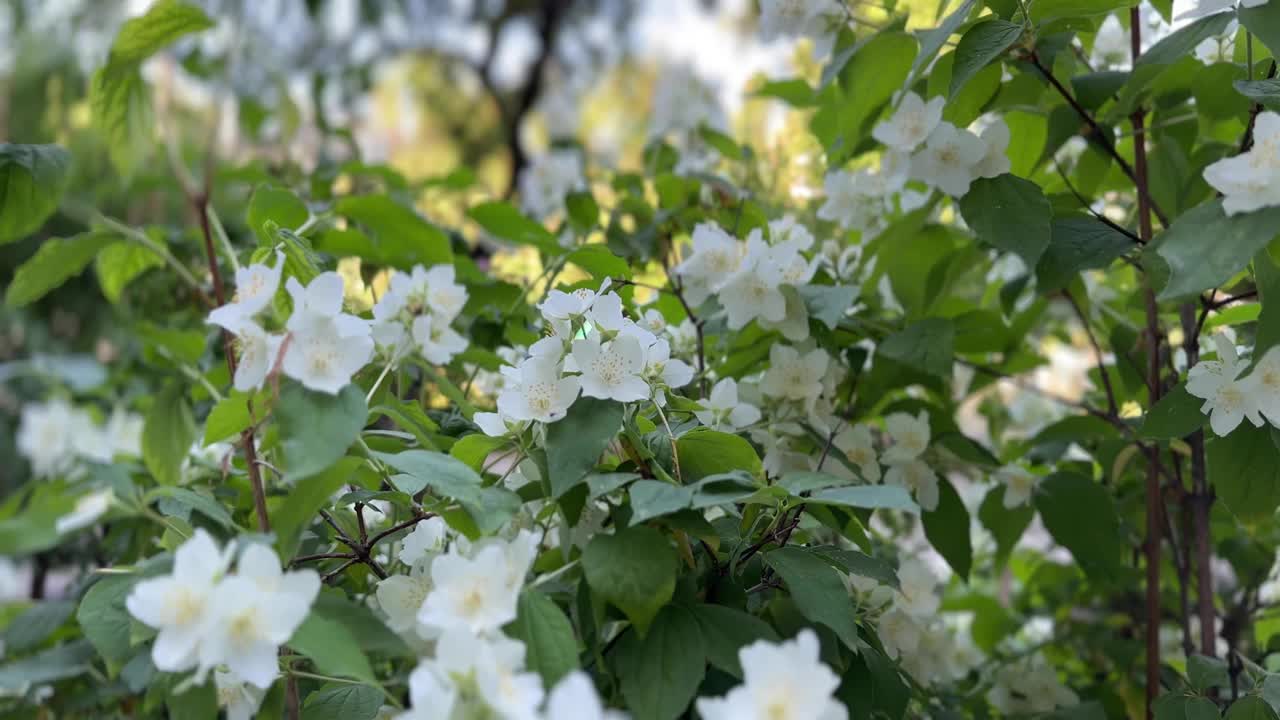 白色茉莉花在绿叶植物上盛开的特写，在户外环境中突出了它们精致的花瓣和自然美。视频素材