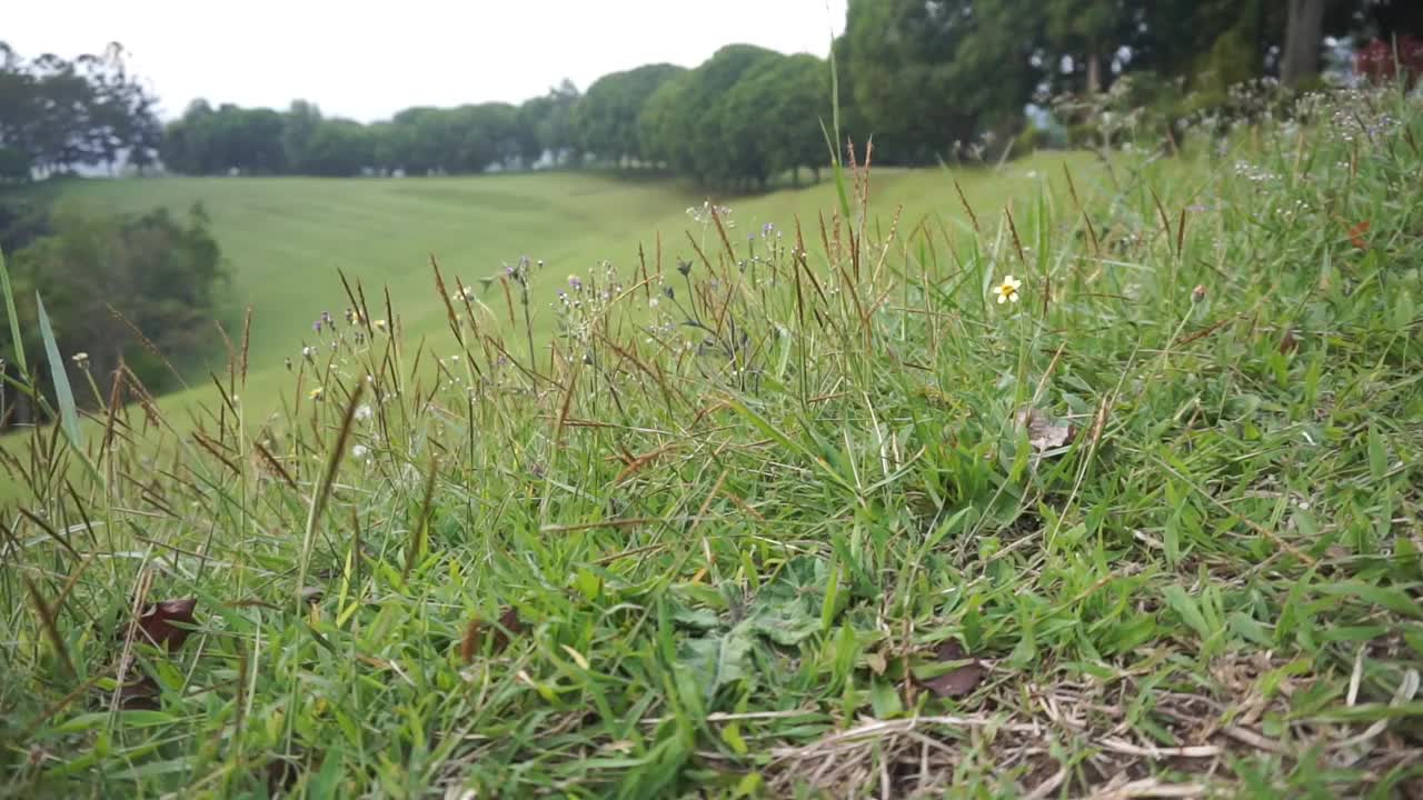 自然景观，丘陵的全景，高大的绿树和下午的绿草视频素材