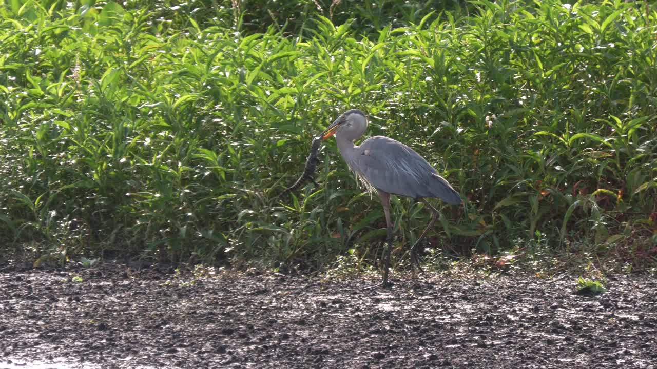 佛罗里达湿地，大蓝鹭叼着鳄鱼宝宝。视频下载