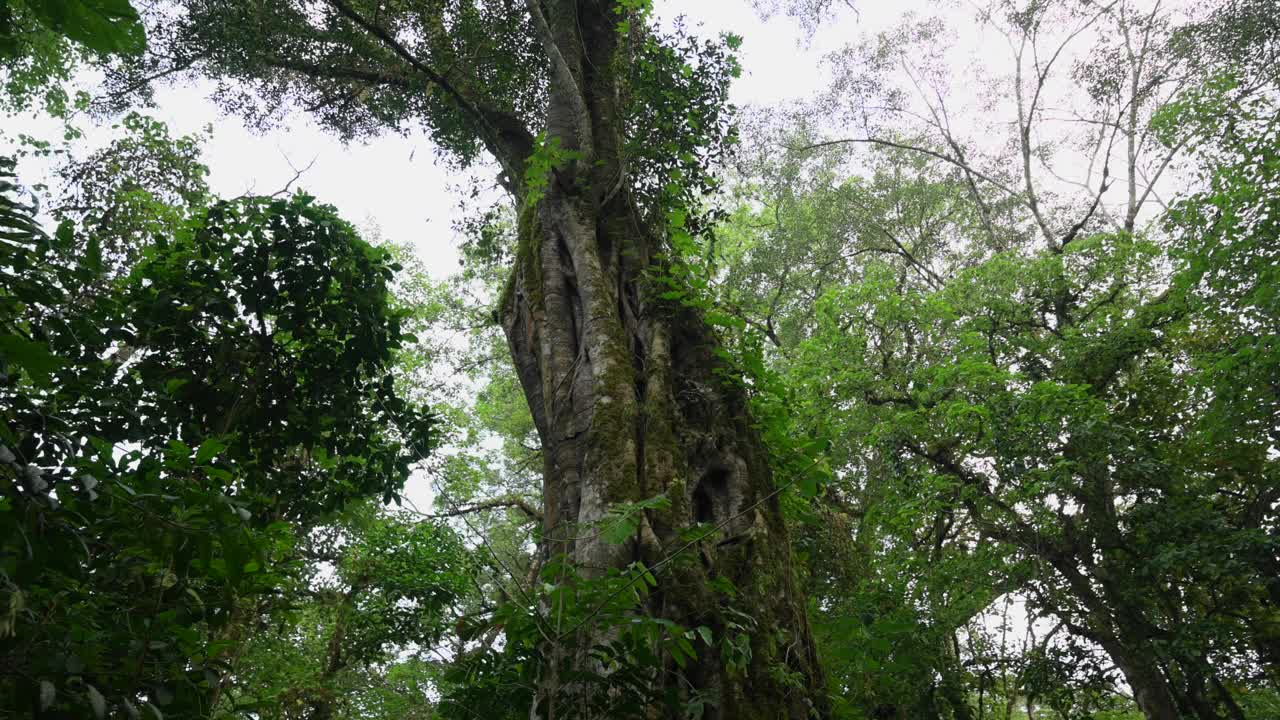 热带森林中巨大的缠绕树干。无人机拍摄的巴厘岛。视频素材