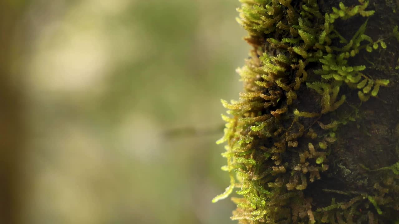 雨林中长满苔藓的树视频素材