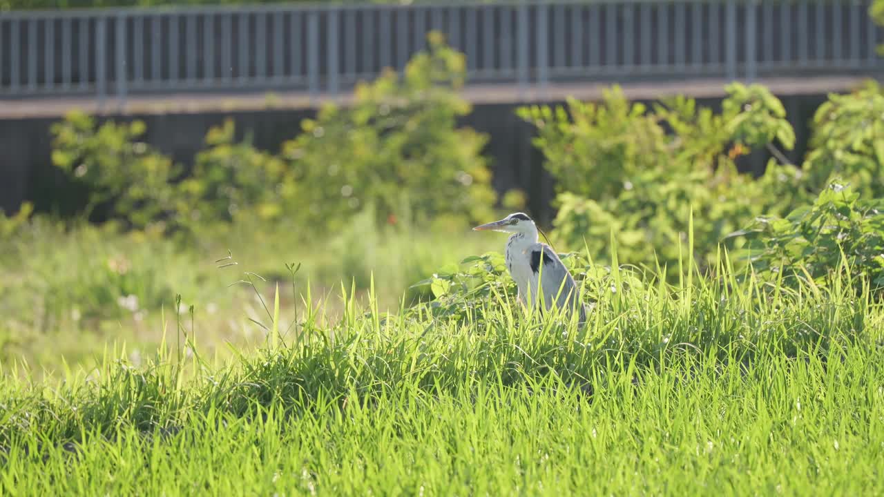 一只灰苍鹭和初夏的水田视频素材