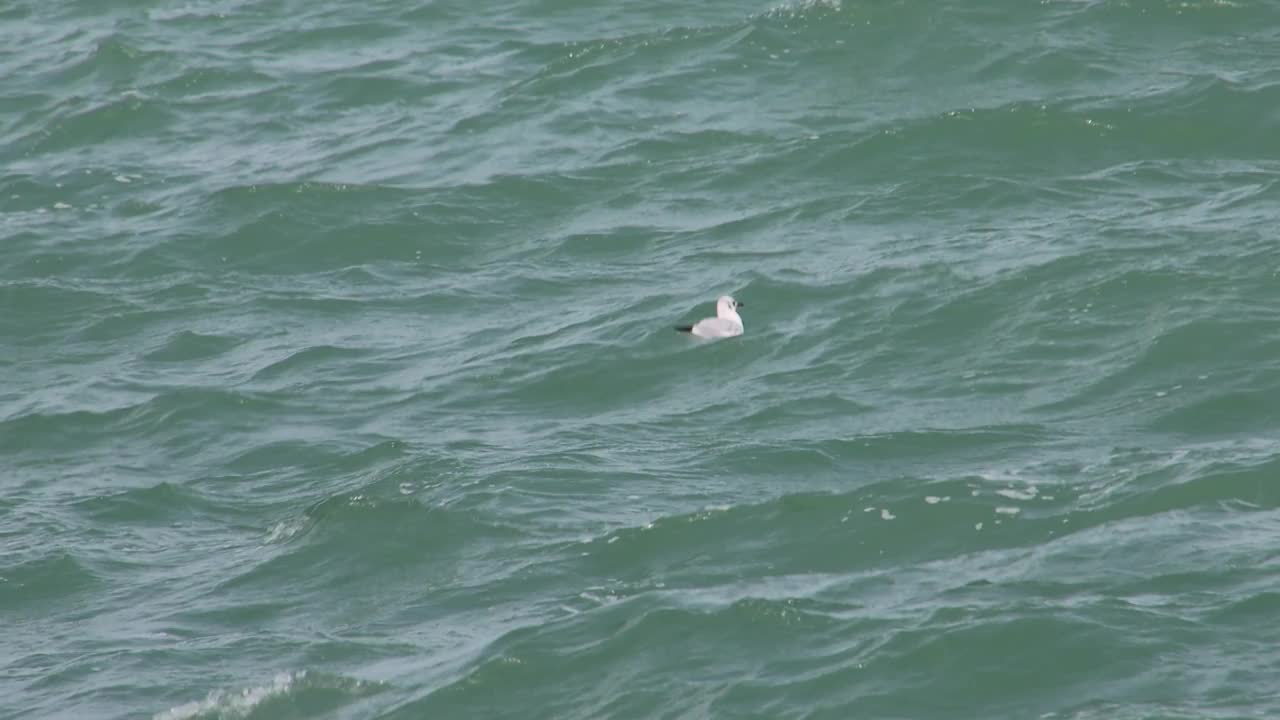 海鸥在水面上游泳的特写视频下载